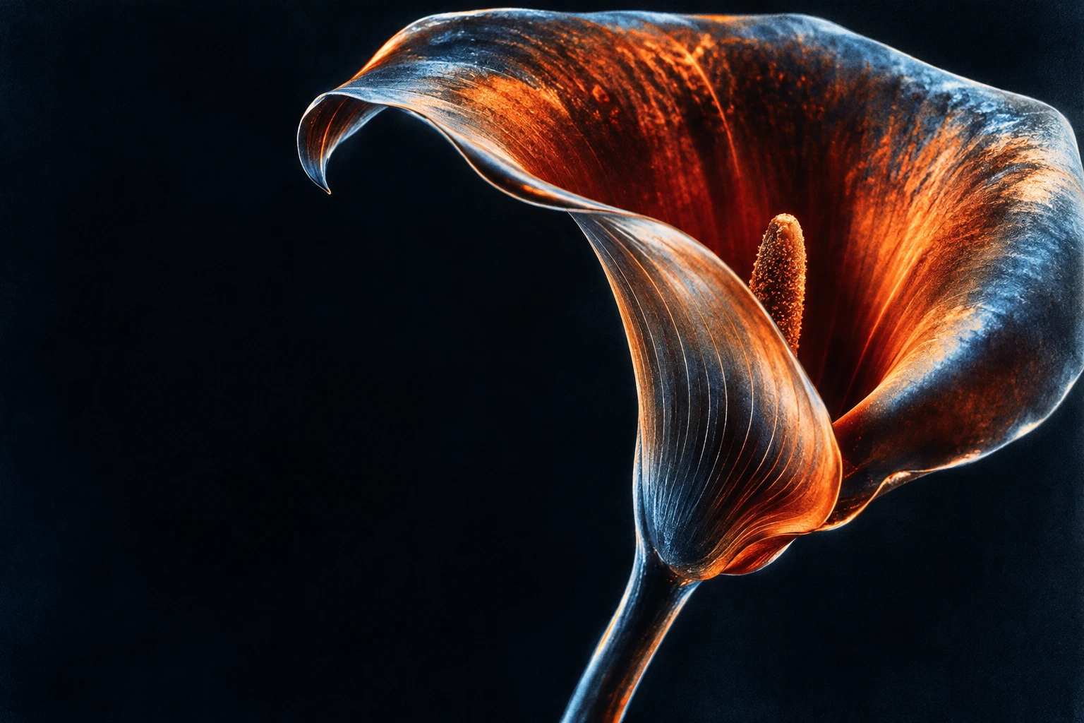 A solarized calla lily with vermilion petals and silver blue edges against a deep navy background